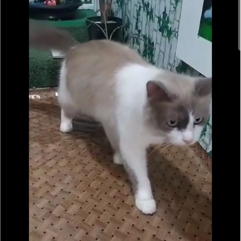 KUCING PERSIA MURAH KUCING PERSIA KITTEN PERSIA KITTEN HIMALAYA KITTEN ANGGORA ANAK KUCING KITTEN