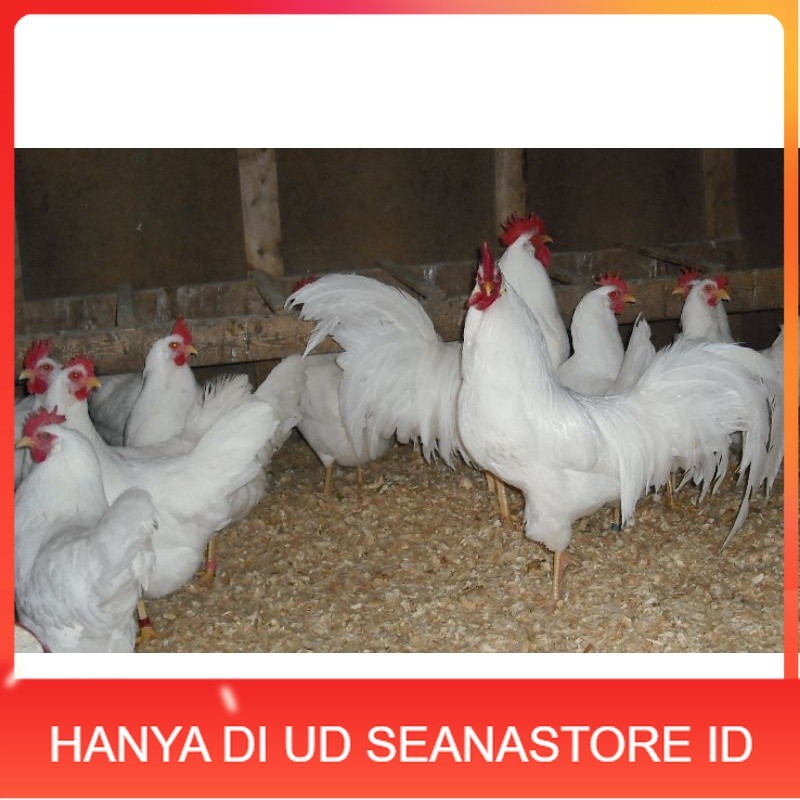 

TELUR AYAM PETELUR WHITE LEGHORN PURE LINE UNTUK DI TETASKAN UD SEANASTORE ID