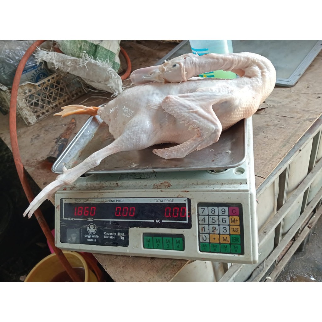 

Daging bebek perekor 1.8kg