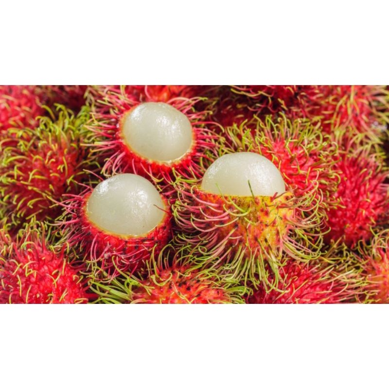 

Rambutan Manis (1kg) – Pilihan buah kaya rasa.