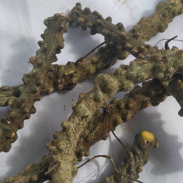 

Jual batang Brotowali segar 10 batang 20 cm