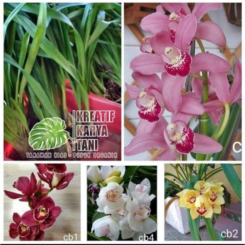 Tanaman hias anggrek tanah - Anggrek bunga - Anggrek tanah