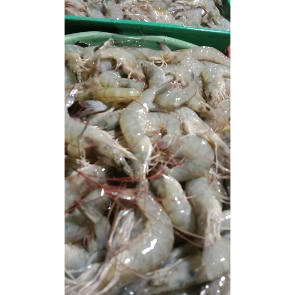 

Udang Size uk 30 500Gr