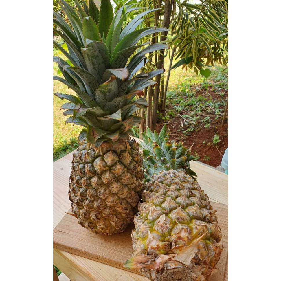 

Nanas Palembang Size