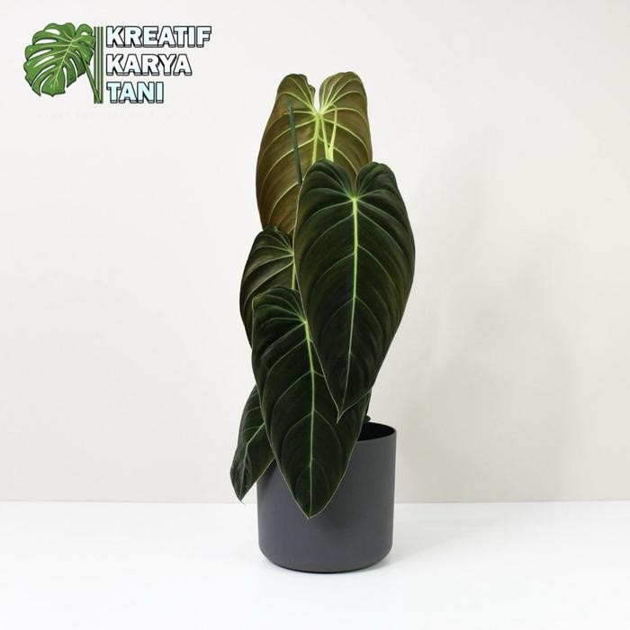 Tanaman hias philodendron melano - Philodendron melano crysum