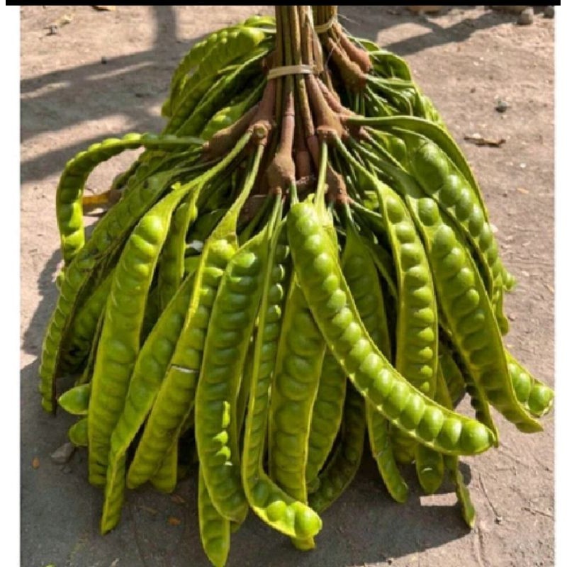 

Pete segar per papan / Pete tua super / Pete murah per papan.