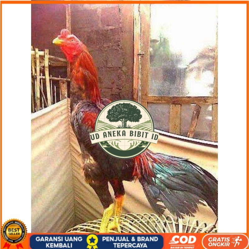 

TELUR BANGKOK RAJA FRESH FERTIL UD ANEKA BIBIT ID