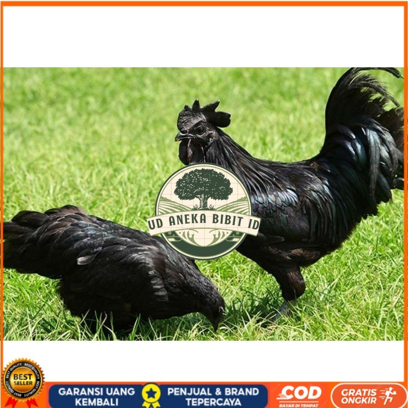 

TELUR AYAM HIAS CEMANI untuk di tetaskan UD ANEKA BIBIT ID