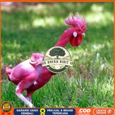 

Telur ayam tanpa bulu / ayam gundul fertil siap ditetaskan - ayam tanpa bulu UD ANEKA BIBIT ID