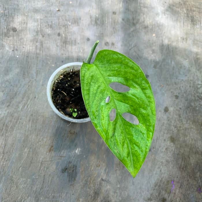 monstera esqueleto epipremnoides