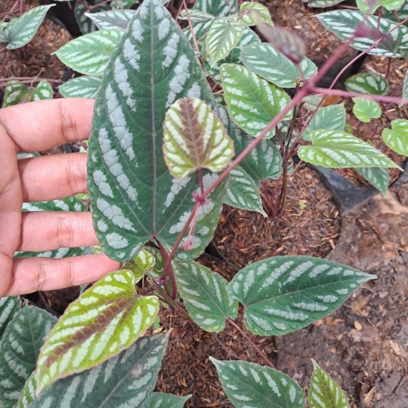 TANAMAN HIAS MERAMBAT SIRIH KERATON/SIRIH MERAH KERATON