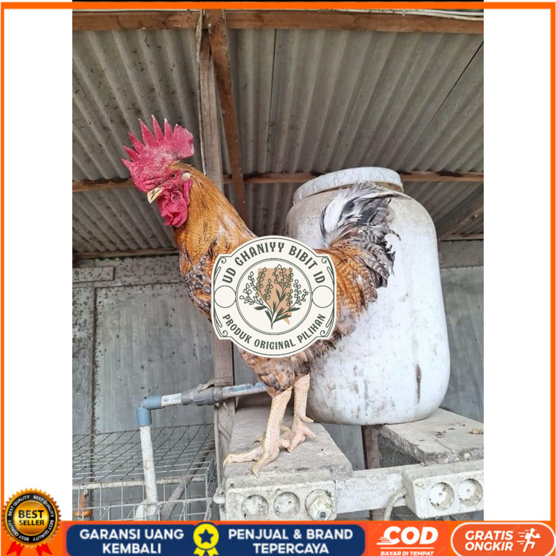

TELUR FERTIL AYAM LARMOD 2 UNTUK DI TETASKAN UD GHANIYY BIBIT ID