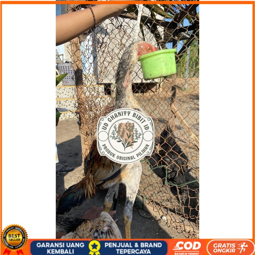 

Telur ayam bangkok shamo eropa / ayam petarung aduan bisa ditetaskan UD GHANIYY BIBIT ID