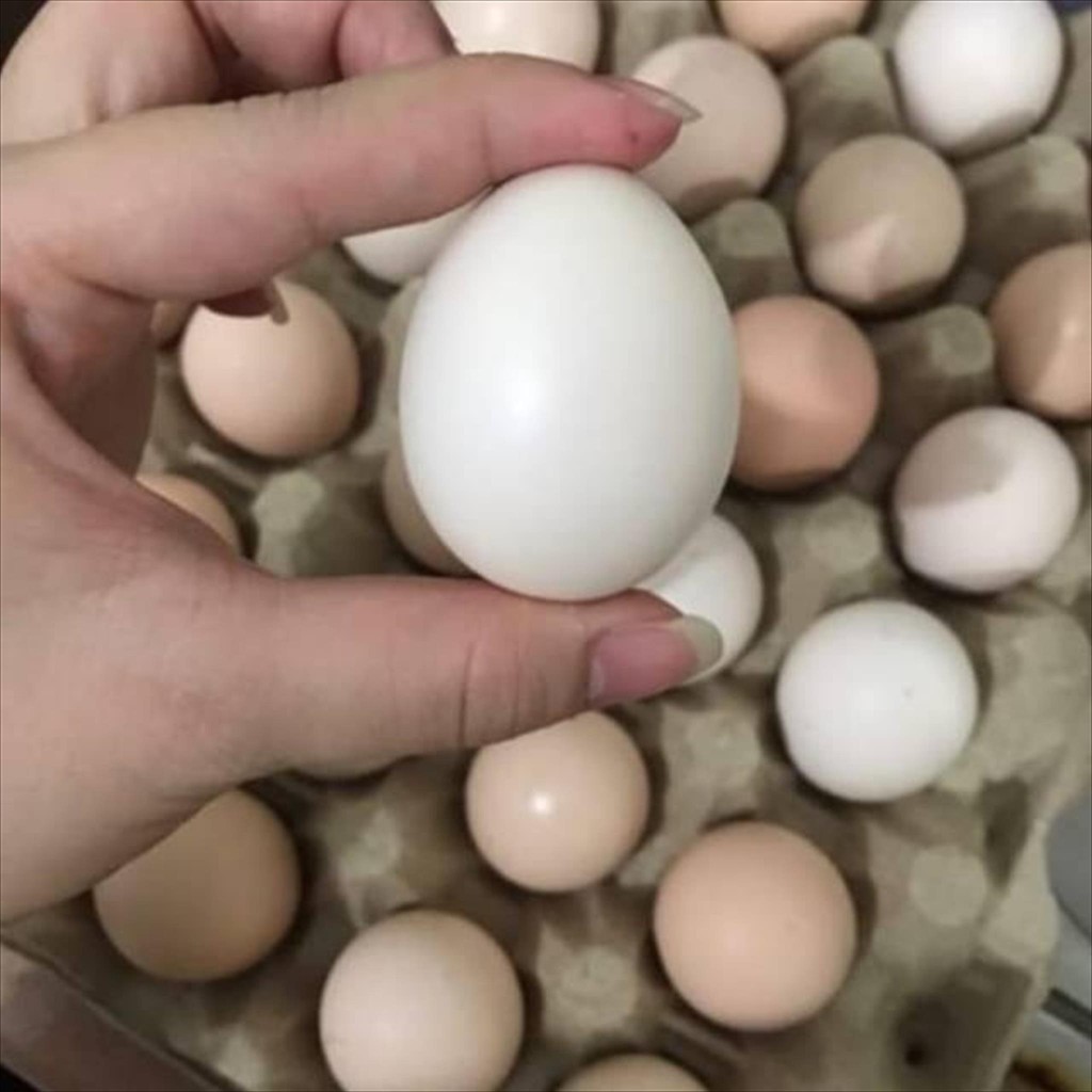 

TELUR AYAM KAMPUNG PER BUTIR