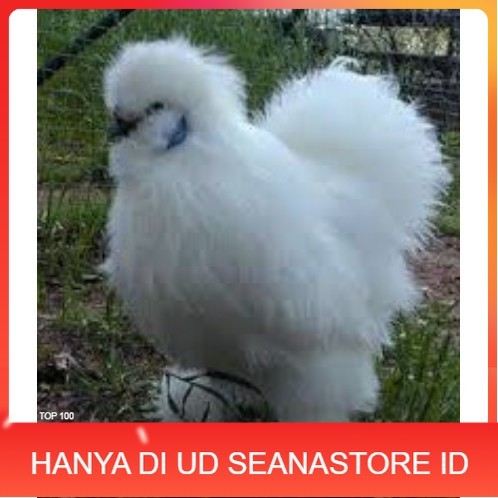 

TELUR AYAM HIAS KAPAS untuk di tetaskan UD SEANASTORE ID