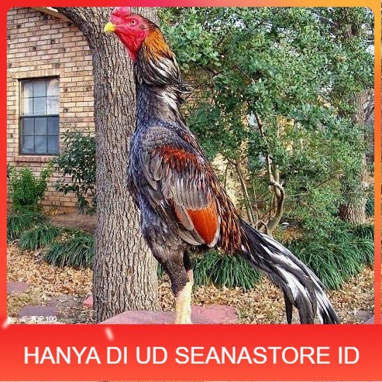 

Telur ayam bangkok pakhoy petarung aduan fertil asli UD SEANASTORE ID