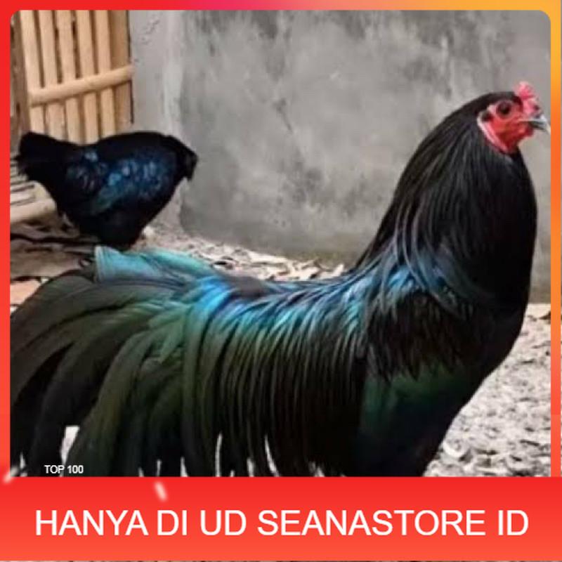 

TELUR FERTIL AYAM BLACK SUMATRA UNTUK DI TETASKAN UD SEANASTORE ID