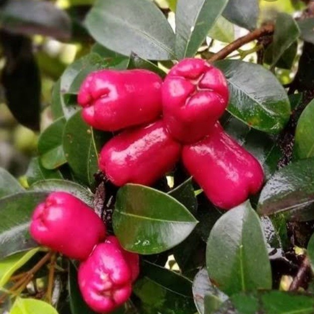 COD tanaman buah jambu lili pily jambu air mini Hasil Okulasi Cepat Berbuah Kualitas unggul terlaris
