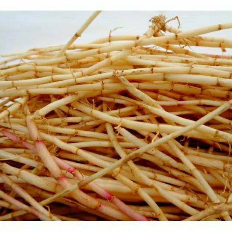 

New Promo Akar alang alang 1kg segar ilalang