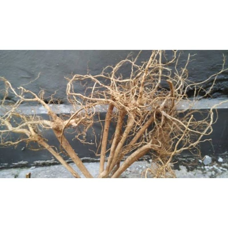 

akar kayu senggani/senduduk buat aquascape ukuran jumbo