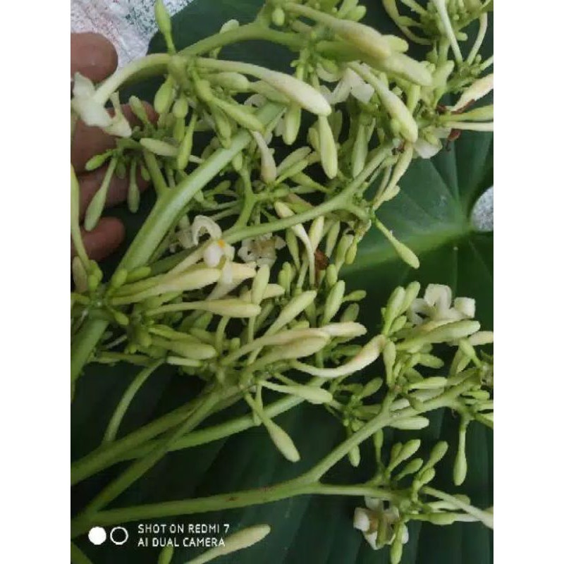 

BUNGA PEPAYA FRES 100 GRAM AR
