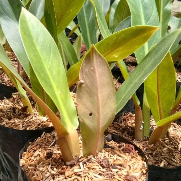 tanaman hias philodendron melonii