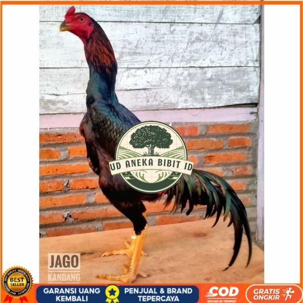 

Telur ayam bangkok shamo taiwan / ayam petarung aduan siap ditetaskan UD ANEKA BIBIT ID