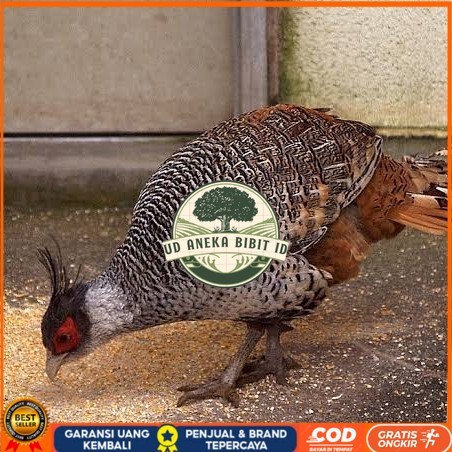 

Telur ayan hias ringneck cheer pheasant fertil bisa ditetaskan UD ANEKA BIBIT ID
