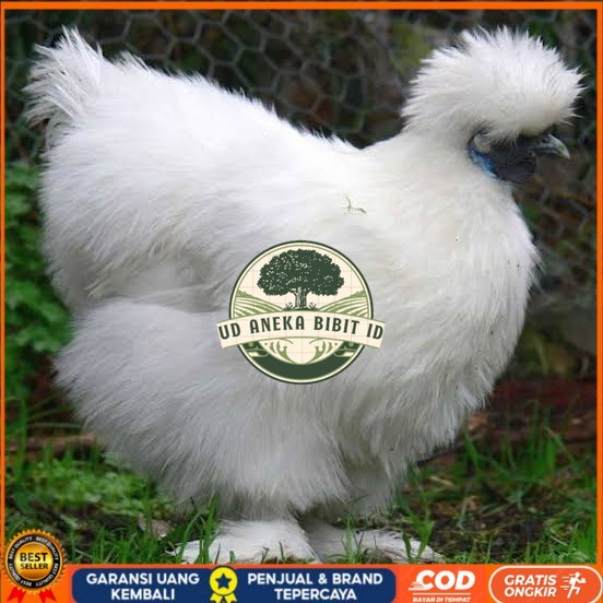 

Telur ayam kapas hias siap ditetaskan UD ANEKA BIBIT ID