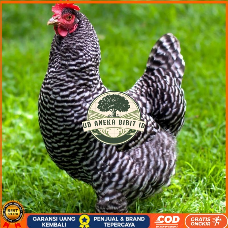 

TELUR AYAM HIAS PETELUR BARRED ROCK UNTUK DI TETASKAN UD ANEKA BIBIT ID