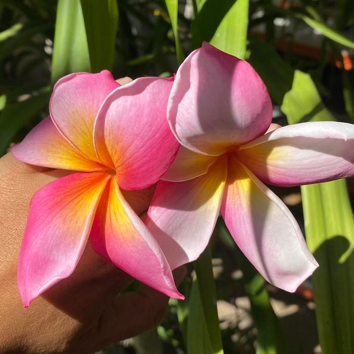 Bibit Stek Jepun Plumeria Big Pink Purple
