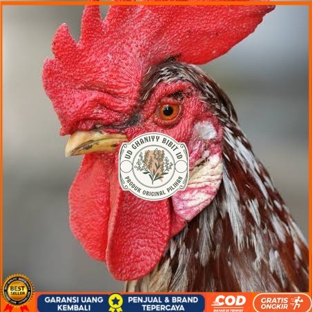 

Telur ayam albino mata merah / telur ayam hias fertil siap tetas UD GHANIYY BIBIT ID
