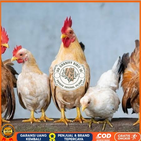 

Telur ayam elba / telur ayam hias / telur ayam fertil siap tetas UD GHANIYY BIBIT ID