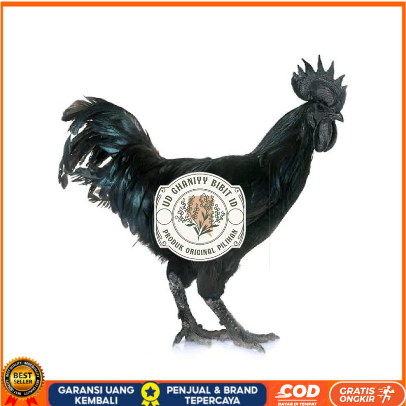 

TELUR FERTIL AYAM CEMANI LH UNTUK DI TETASKAN UD GHANIYY BIBIT ID