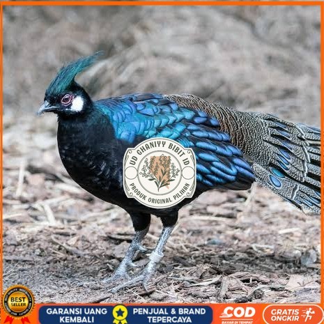 

Telur ayam hias ringneck palawan pheasant fertil untuk ditetaskan Langsung UD GHANIYY BIBIT ID