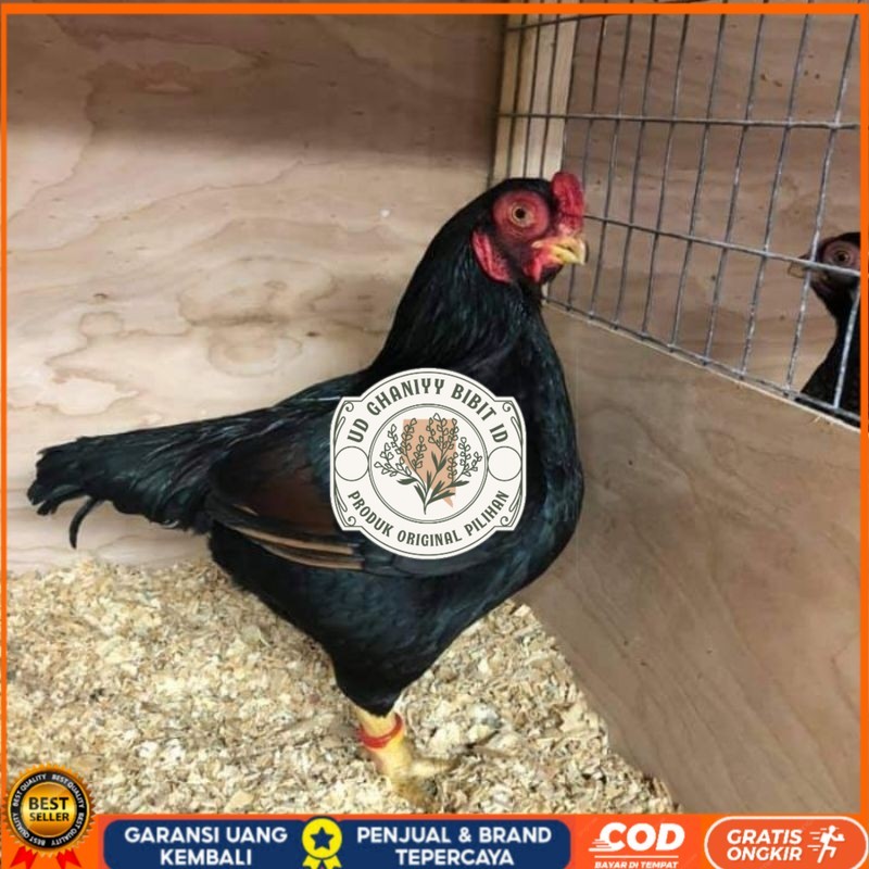 

TELUR AYAM HIAS BANTAM CORNISH UNTUK DI TETASKAN UD GHANIYY BIBIT ID