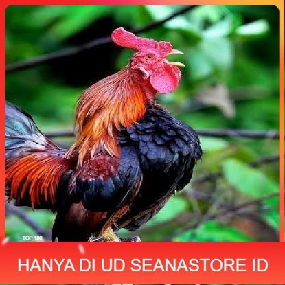 

Telur ayam ketawa dangdut slow gretek fertil siap ditetaskan UD SEANASTORE ID