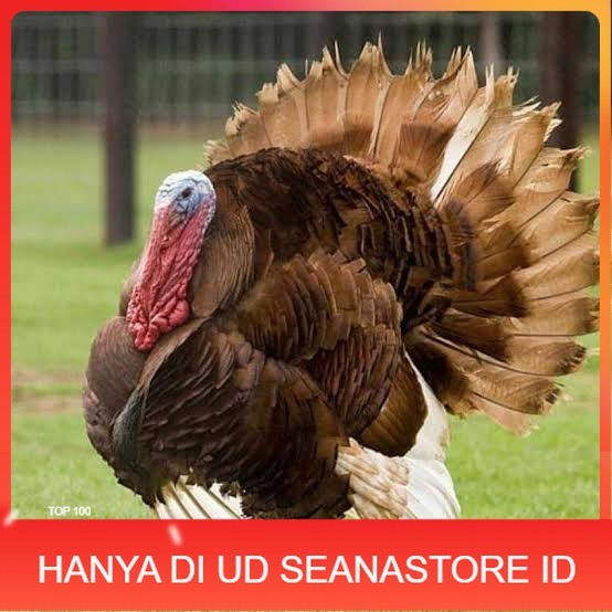 

Telur ayam kalkun jumbo siap ditetaskan UD SEANASTORE ID
