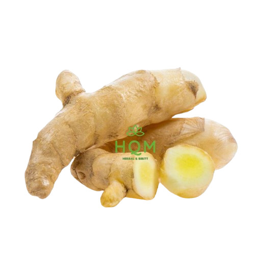 

Extra Herbal Temu Mangga Segar 1 Kg ( Curcuma amada )