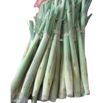 

Jual Terubuk Trubuk Turubuk Endog Tiwu Bunga Telur Telor Tebu [ bisa cod ]