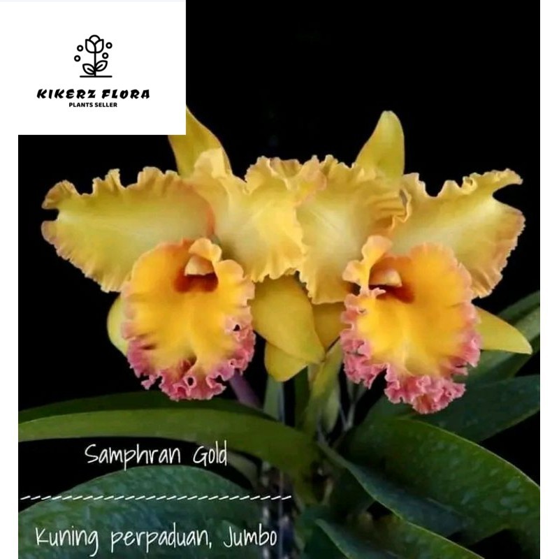 anggrek cattleya samprhan gold jumbo dewasa spike+pot angrek catleya kuning perpaduan ungu bunga bes