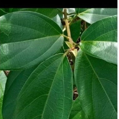 

daun ckngcau rambar jumbo 70 lmbar