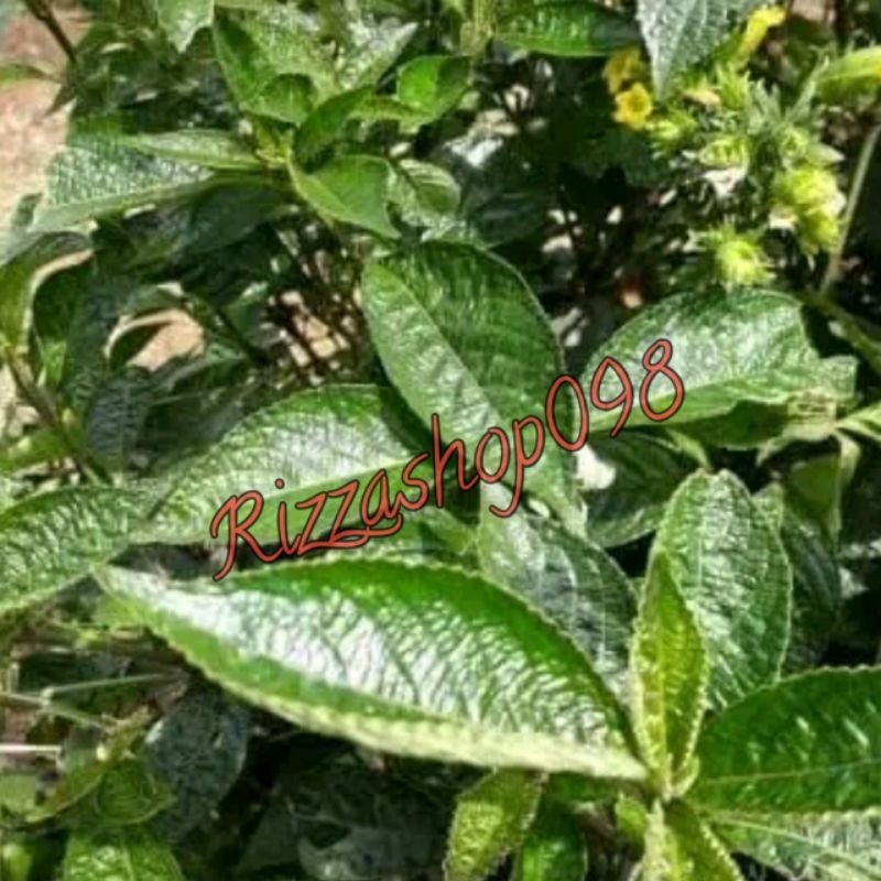 

DAUN KEJI BELING/PECAH BELING SEGAR 500 GRAM BERAT