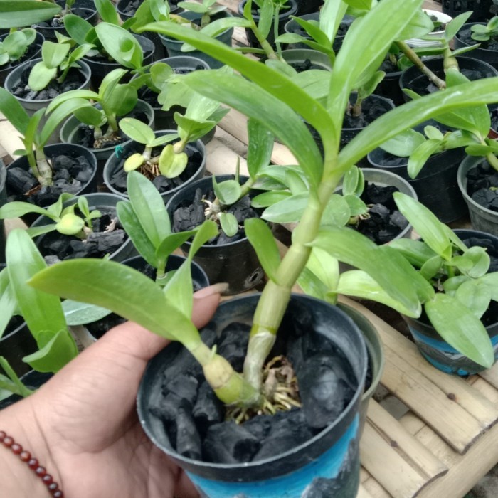 dendrobium violaceoflavens / anggrek besi remaja