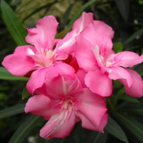 

Tanaman hias oleander nerium - Bibit bunga mentega - Pohon jepun