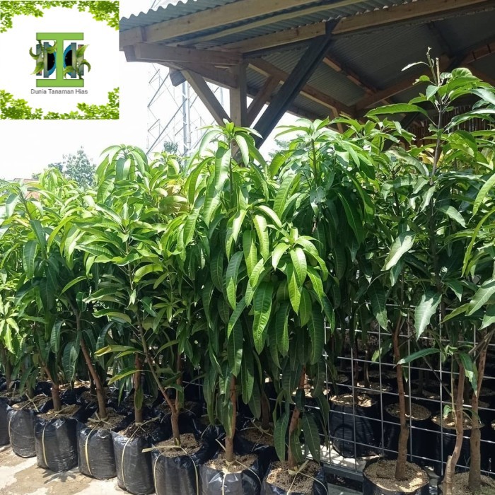 Bibit Tanaman Mangga Mahatir 1 Meter-Pohon Mangga Mahatir 1 Meter Asli