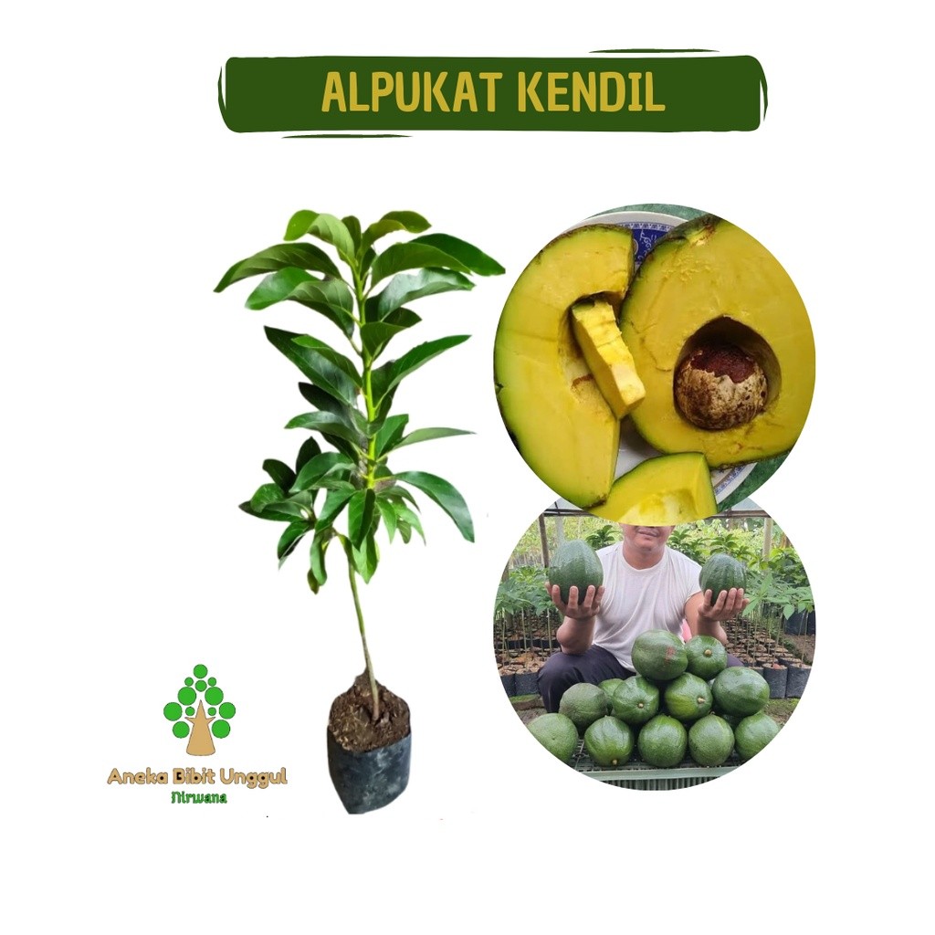 BIBIT BUAH ALPUKAT KENDIL - BIBIT ALPUKAT KENDIL JUMBO - BIBIT ALPUKAT KENDIL - BIBIT ALPUKAT - BIBI