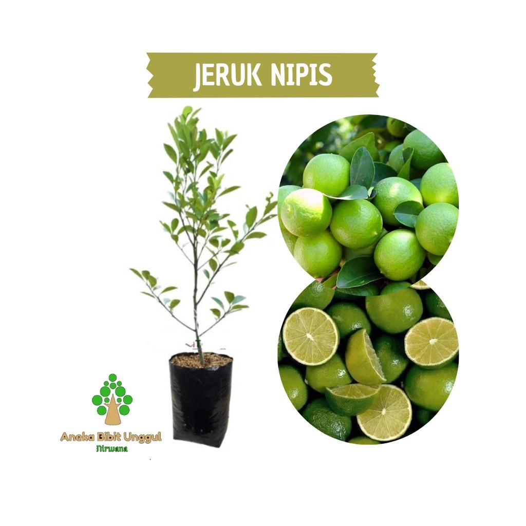 BIBIT JERUK NIPIS - BIBIT JERUK NIPIS OKULASI - TANAMAN JERUK NIPIS - BIBIT POHON JERUK NIPIS