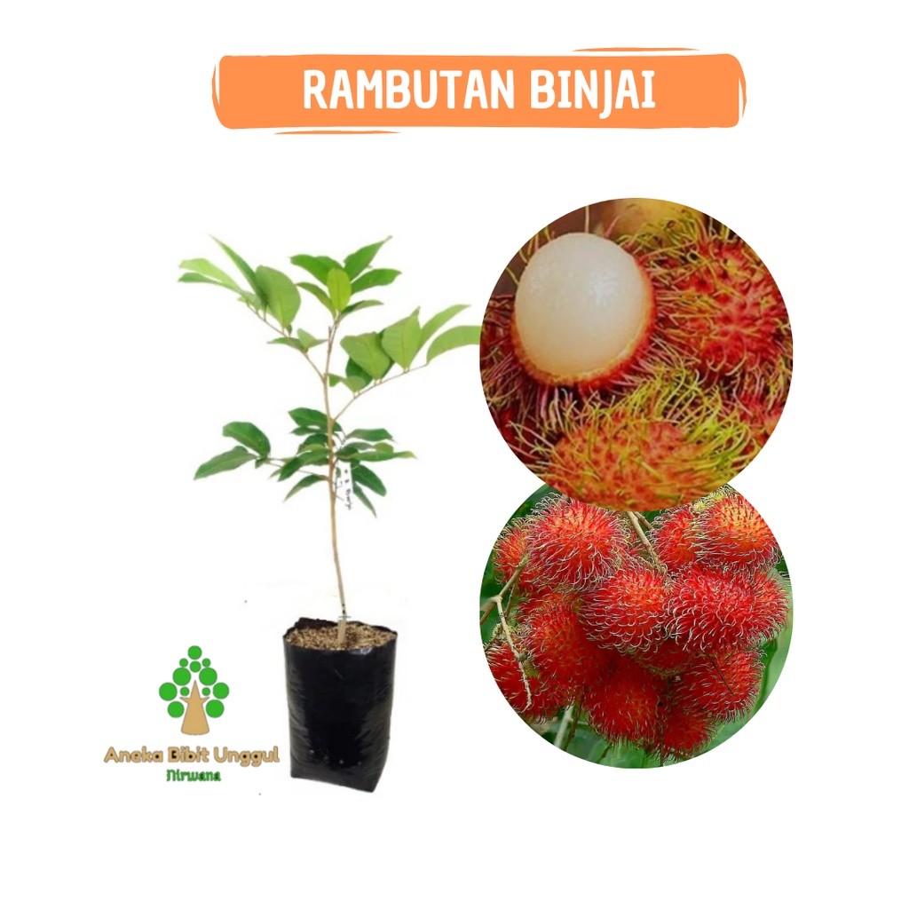 BIBIT RAMBUTAN BINJAI - BIBIT BUAH RAMBUTAN BINJAI - BIBIT RAMBUTAN -  RAMBUTAN BINJAI - BIBIT RAMBU