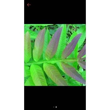 

Baru Daun sungkai /jati sabrang 500gram daun sungkai segar COD Lestari-Desaku